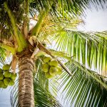 Coconut