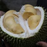 Durian