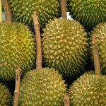 Jackfruit
