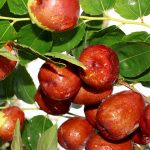 Jujube
