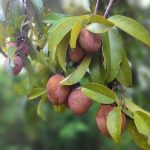 Sapodilla