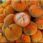Santol